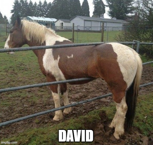 picture of a horse with the caption 'david'. i hate horses get him out of here i cant remove him